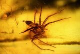 Three Fossil Flies (Diptera) & a Spider (Araneae) In Baltic Amber #128355-4
